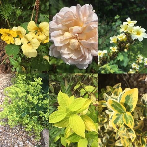 Bugs, Beatles and music – escapetotheshedeau