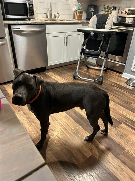 Goku was ready to play and... - Morgan’s Dog Sitting Service