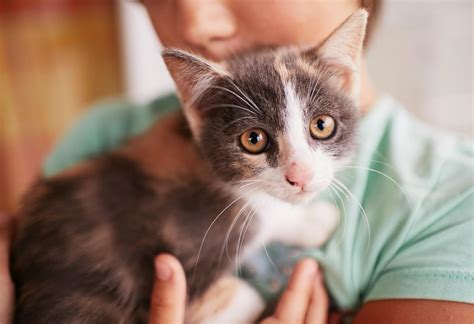 Quando O Filhote De Gato Começa A Defecar Sozinho