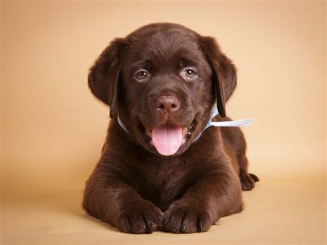 Labrador Retriever Puppy's Rare and Unique Bark Leaves Other Pups Baffled