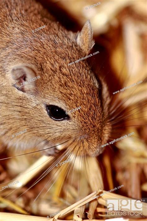 Mongolian gerbil, Stock Photo, Picture And Rights Managed Image. Pic ...