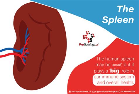 The human spleen - ProTrainings Blog