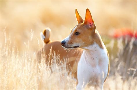Japanese Spitz Dog Breed Information & Characteristics