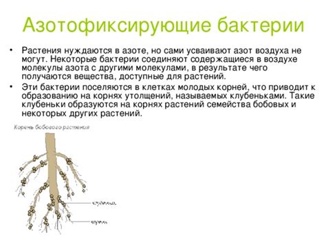 Презентация "Строение бактерий"