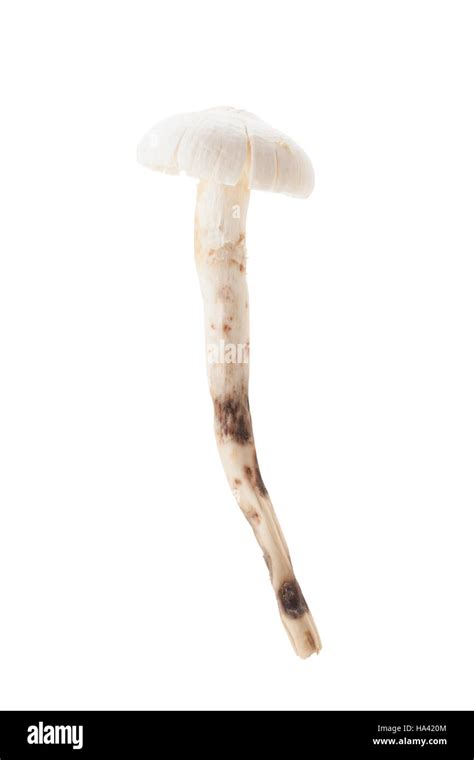 termitomyces mushroom  termite mushroom isolated  white background