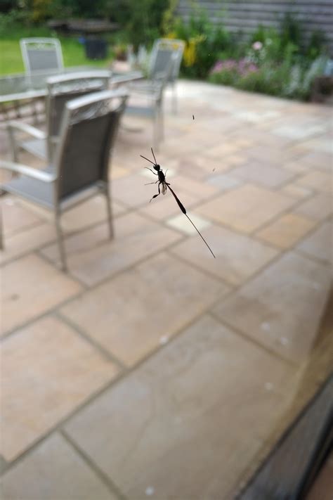 Flying insect with a huge scary looking barb, UK : r/Whatisthis