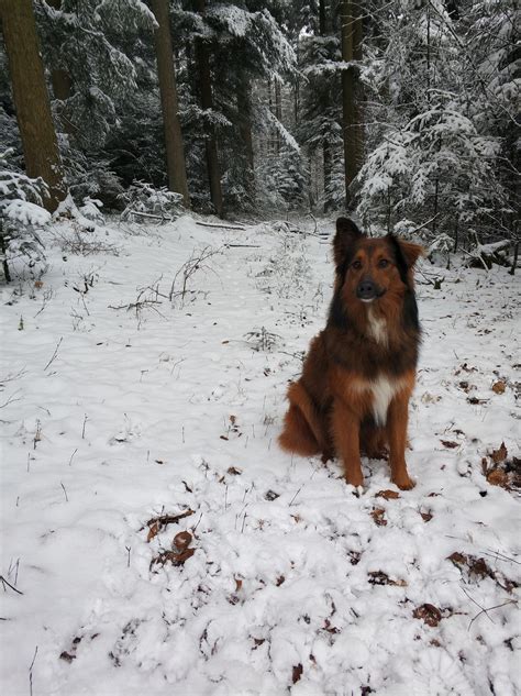 My German Shepherd mixed with Australian Shepherd :-) : r/rarepuppers