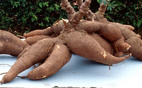 Improving crops