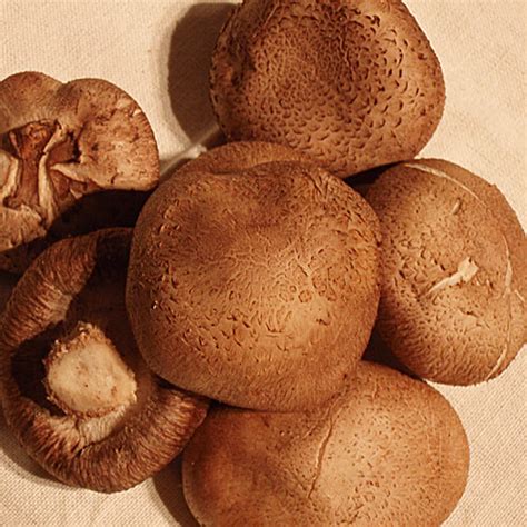 Manfaat Jamur Shiitake Bagi Kesehatan