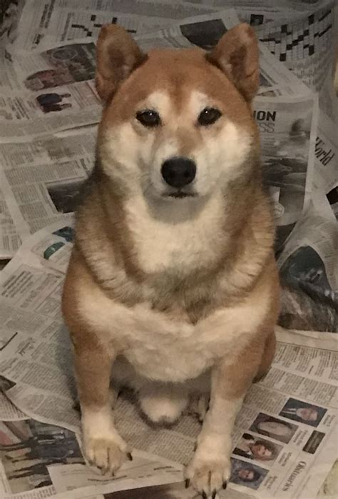 Shilo's Web Page