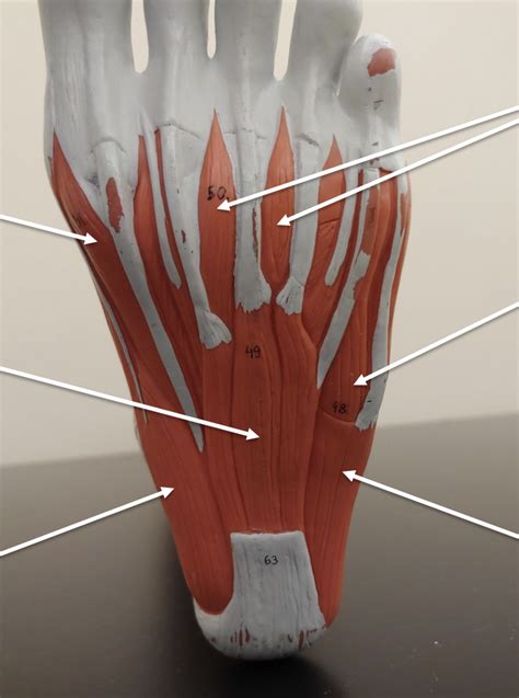 foot plantar diagram quizlet