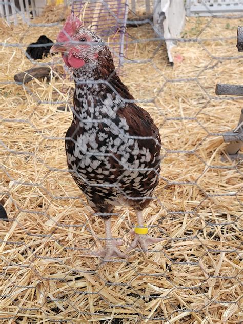 Mr. Punk Mc Nugget. English Speckled Sussex, we are swapping him for a