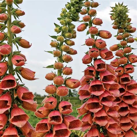 Foxglove Seeds | 28 Varieties | Perennial Flower Seeds