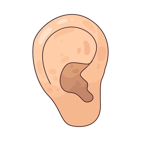 cartoon ear vector art icons  graphics