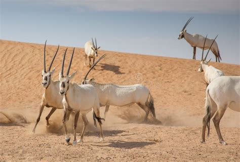 Two Arabian Oryxes with Very Long Horns Grazing Stock Image - Image of mammal, brown: 118590347