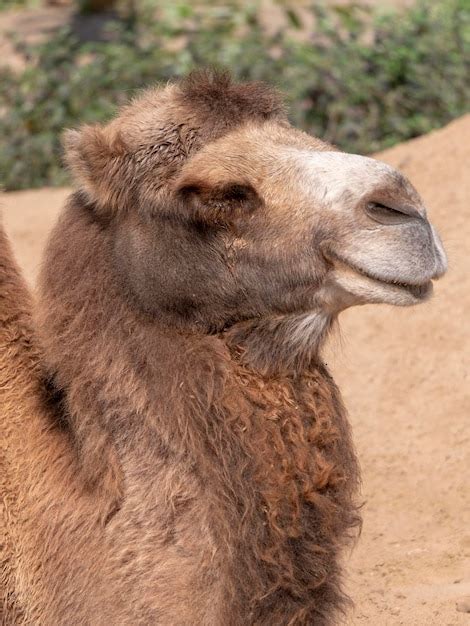Camel Like Mammal Images - Free Download on Freepik