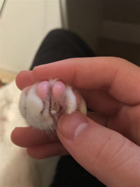 can dog cut their own nails 8