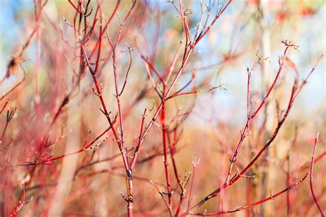 6 Types of Dogwoods For Your Landscape