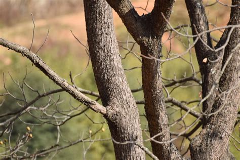 Choerospondias axillaris – eFlora of India