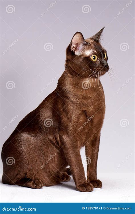 Cat Breed Burma On A Light Background Stock Image | CartoonDealer.com ...