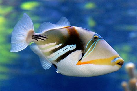 triggerfish   tastes    safely cook  upland coast