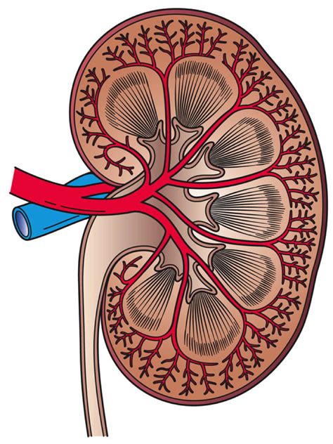 FiNd EvErYtHiNg: STRUCTURE & FUNCTION OF KIDNEY