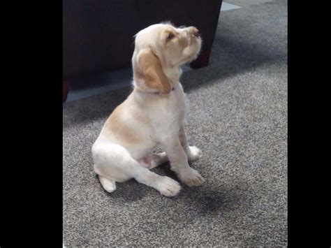 Spinone Italiano - Spinone Italiano Puppies for Sale in Albion, MI ...