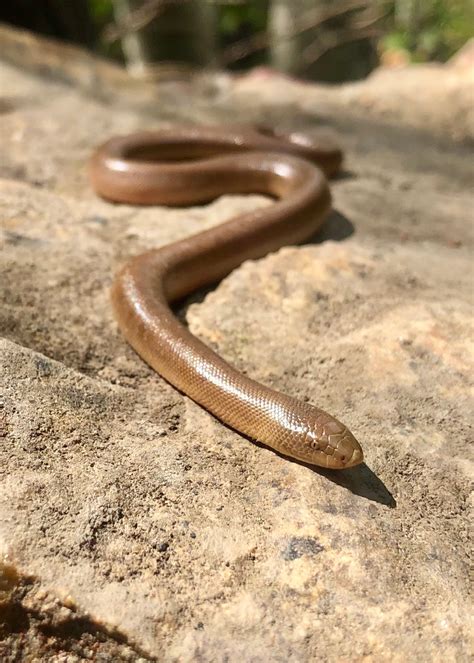 Northern Rubber Boa - Nevada Department of Wildlife