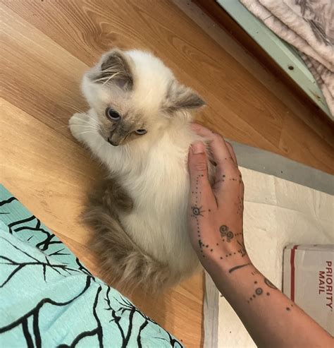 [OC] I rescued this feral kitten (Boba) four nights ago. She was