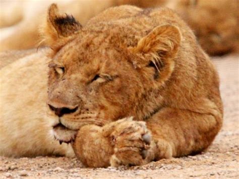 420+ Lionesses And Lion Cubs Sleeping Stock Photos, Pictures & Royalty ...