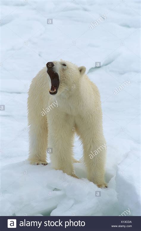 bear standing growling high resolution stock photography  images alamy