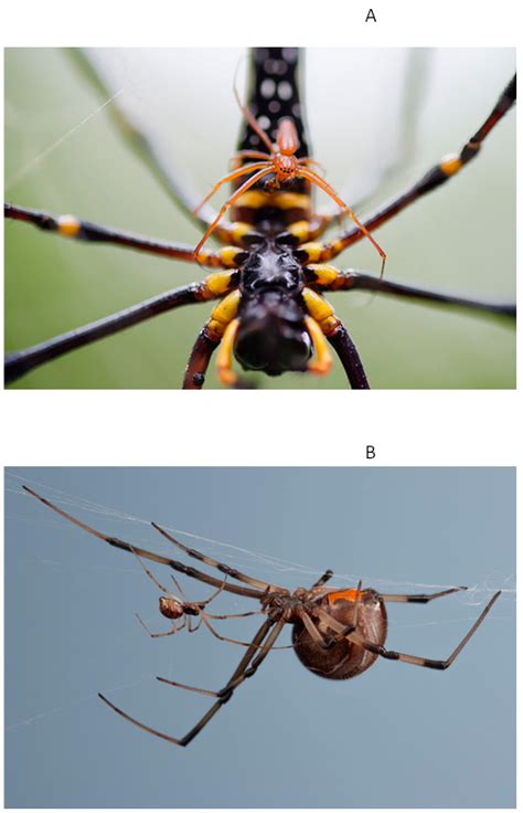 Biology | Free Full-Text | Climate Change, Extreme Temperatures and Sex