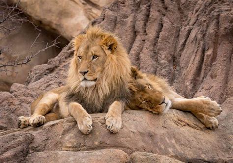 animal symbols  meanings