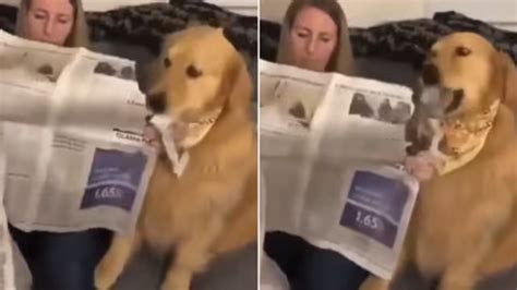 This Dog Has its Own Way Of Seeking Attention: Viral Video Will Leave ...