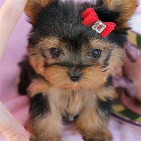 Teacup yorkie puppies for sale/Teacup yorkie puppy for sale