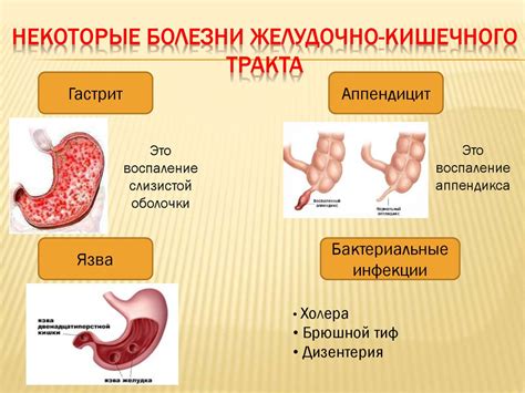 Пищеварительная система - презентация онлайн