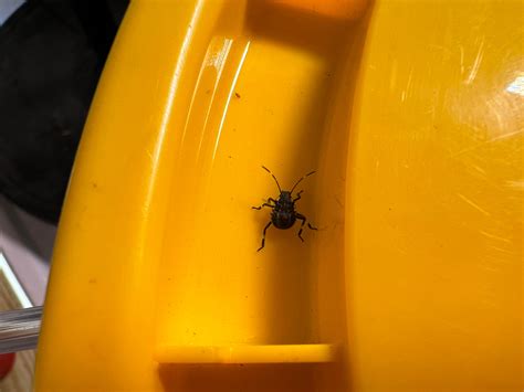 New residents in my three year old system, any idea what these two bugs