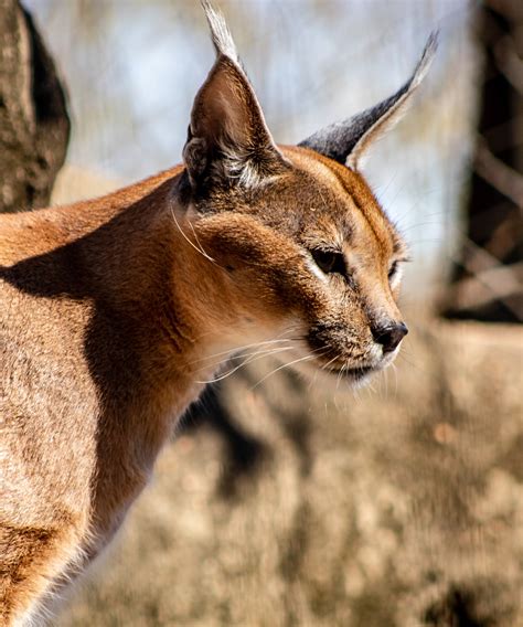 Have you ever seen a real big rhinoceros live? – ISEGYE FESTIVAL 2025