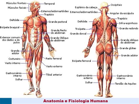 Anatomia+e+Fisiologia+Humana - Anatomia Humana I