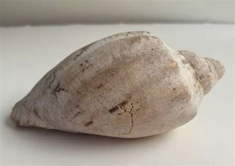 TURBINELLA PYRUM SEA shell. Hindu Pooja shankh collectors sea shell ...