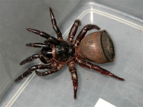 Паук Циклокосмия (лат. Cyclocosmia truncata)