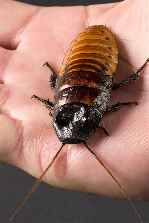 What Does It Mean When A Greyhound Roaches