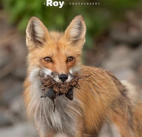 I call this one “The Fox and the Vole” : r/voles