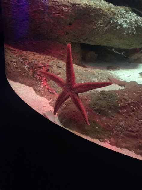 The Florida aquarium in Tampa is an absolute gem. I highly recommend