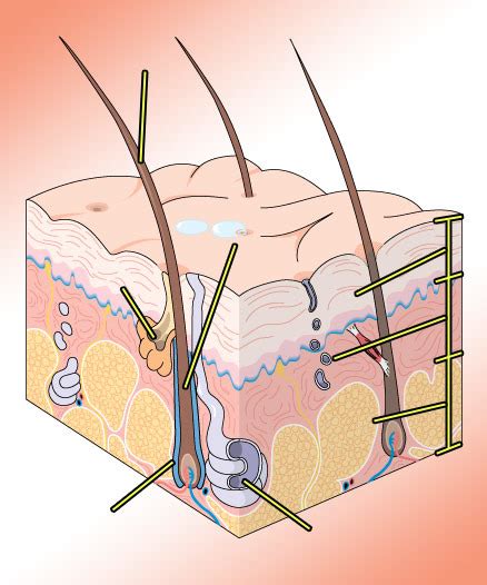 Integumentary system Diagram | Quizlet