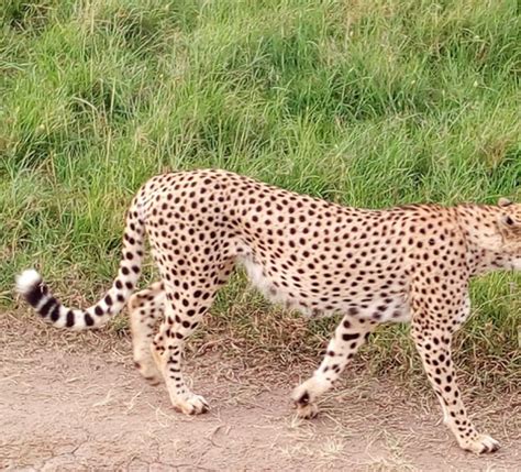 The BEST Mombasa Tours and Things to Do in 2023 - FREE Cancellation ...