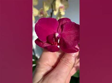 Красавчик Монтре без фильтров #орхидеяфаленопсис #phalaenopsis # ...