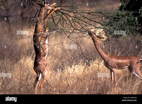 Male and Female Gerenuk Eating Acacia in Samburu Kenya Stock Photo - Alamy