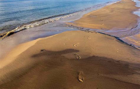 Mutilated dolphins washed ashore in France