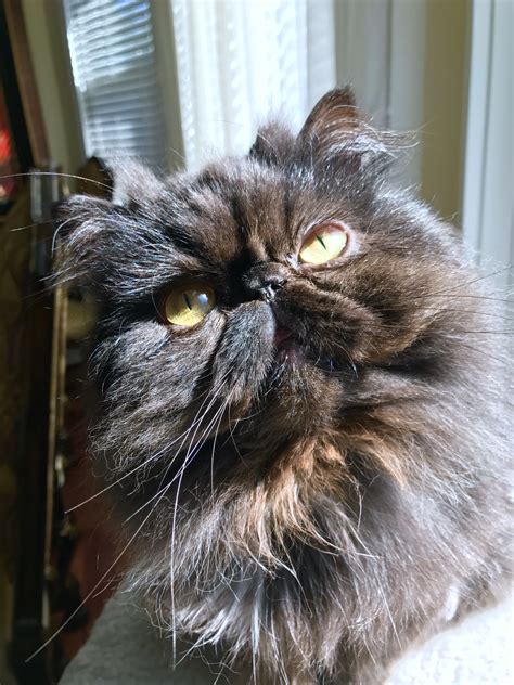 Black Persian Cat with Yellow Eyes